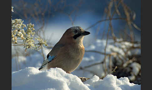 Eichelhäher (Garrulus glandarius)