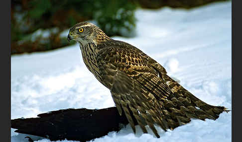 Habicht (Accipiter gentilis)