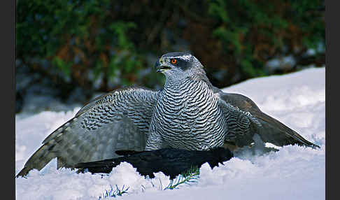 Habicht (Accipiter gentilis)