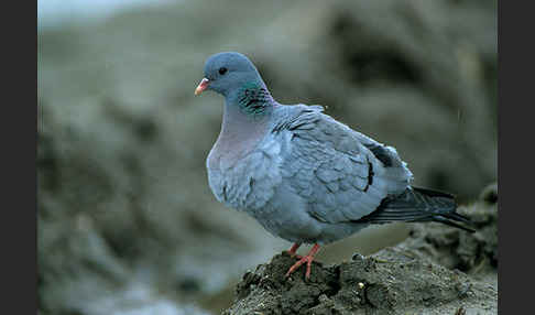 Hohltaube (Columba oenas)