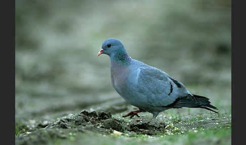 Hohltaube (Columba oenas)