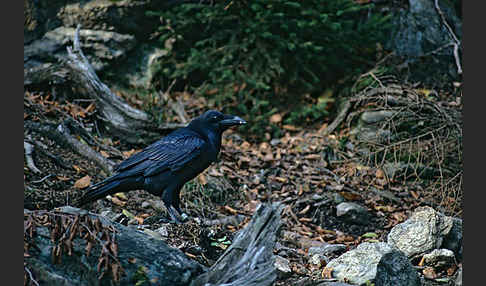 Kolkrabe (Corvus corax)