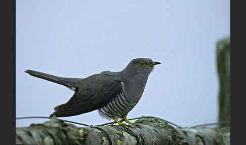 Kuckuck (Cuculus canorus)