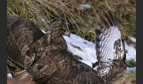 Mäusebussard (Buteo buteo)