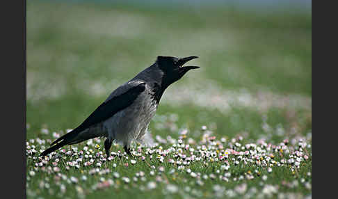 Nebelkrähe (Corvus corone cornix)