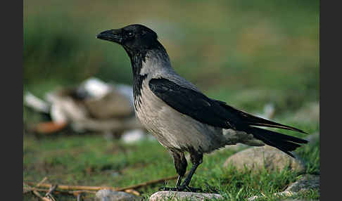 Nebelkrähe (Corvus corone cornix)