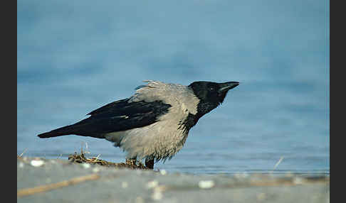 Nebelkrähe (Corvus corone cornix)