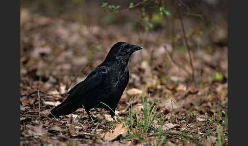 Rabenkrähe (Corvus corone corone)