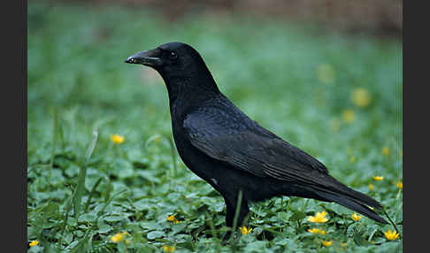 Rabenkrähe (Corvus corone corone)