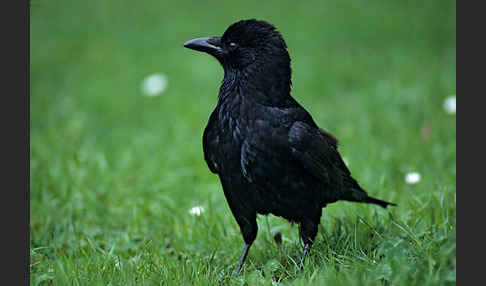 Rabenkrähe (Corvus corone corone)