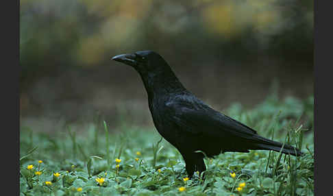 Rabenkrähe (Corvus corone corone)