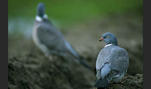 Ringeltaube (Columba palumbus)