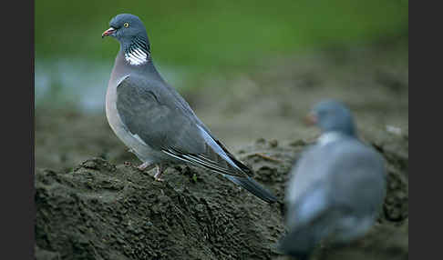 Ringeltaube (Columba palumbus)