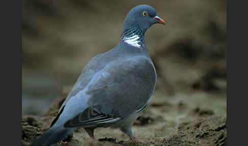 Ringeltaube (Columba palumbus)