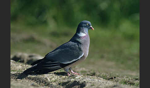 Ringeltaube (Columba palumbus)