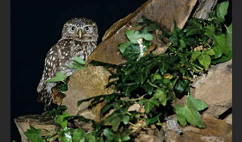 Steinkauz (Athene noctua)