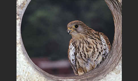 Turmfalke (Falco tinnunculus)