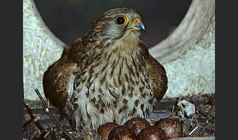 Turmfalke (Falco tinnunculus)