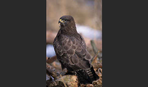 Mäusebussard (Buteo buteo)