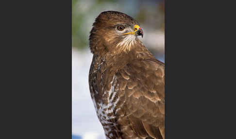 Mäusebussard (Buteo buteo)