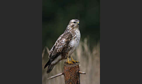 Mäusebussard (Buteo buteo)