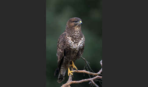 Mäusebussard (Buteo buteo)