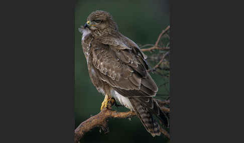 Mäusebussard (Buteo buteo)