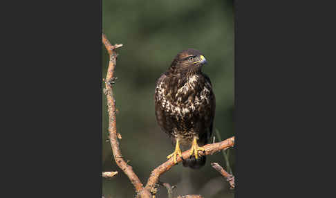 Mäusebussard (Buteo buteo)