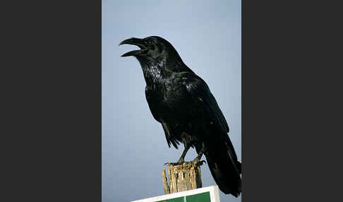 Kolkrabe (Corvus corax)