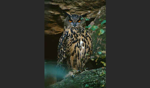 Uhu (Bubo bubo)