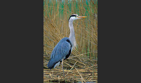 Graureiher (Ardea cinerea)