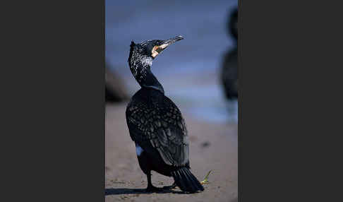 Kormoran (Phalacrocorax carbo)