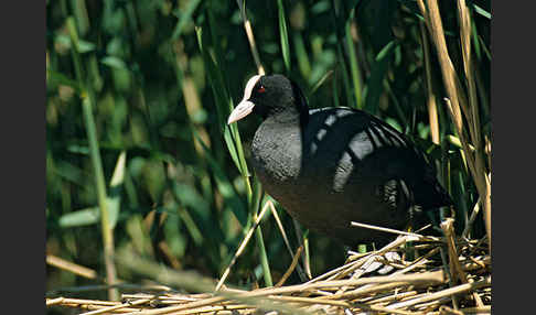 Blessralle (Fulica atra)