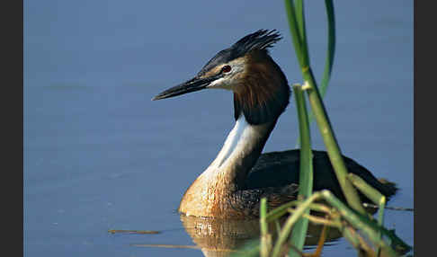 Haubentaucher (Podiceps cristatus)