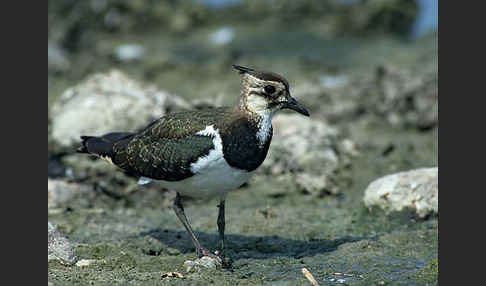 Kiebitz (Vanellus vanellus)