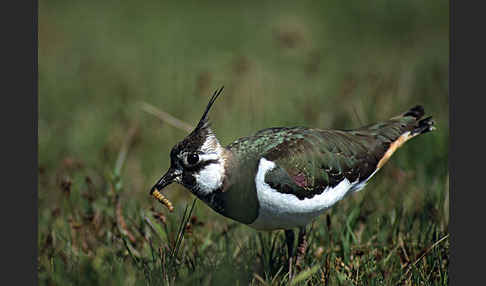 Kiebitz (Vanellus vanellus)