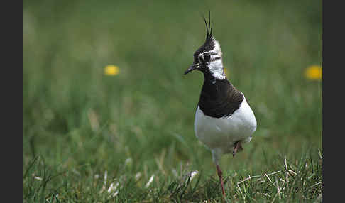 Kiebitz (Vanellus vanellus)