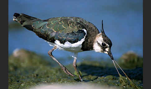 Kiebitz (Vanellus vanellus)