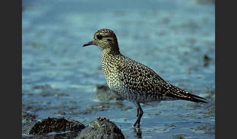 Kiebitzregenpfeifer (Pluvialis squatarola)