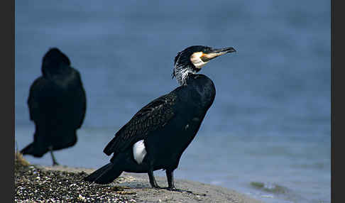 Kormoran (Phalacrocorax carbo)