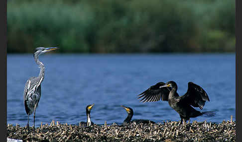 Graureiher (Ardea cinerea)