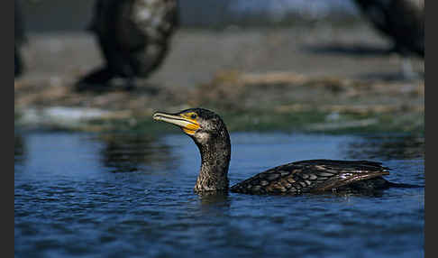 Kormoran (Phalacrocorax carbo)