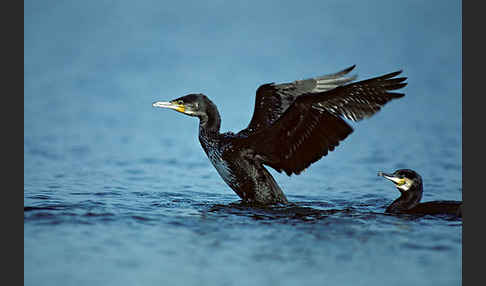 Kormoran (Phalacrocorax carbo)