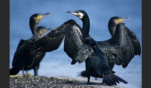 Kormoran (Phalacrocorax carbo)