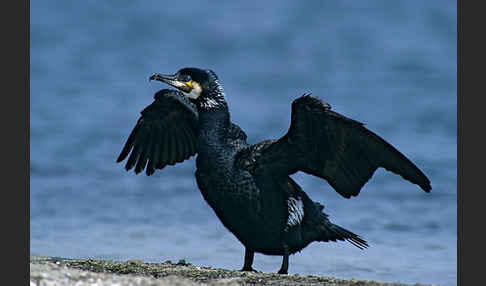 Kormoran (Phalacrocorax carbo)