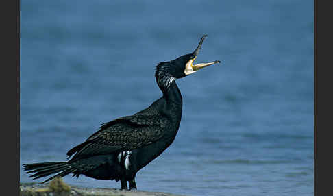 Kormoran (Phalacrocorax carbo)