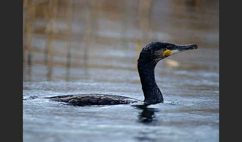 Kormoran (Phalacrocorax carbo)