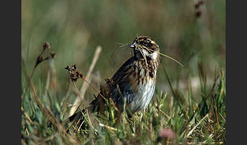 Rohrammer (Emberiza schoeniclus)