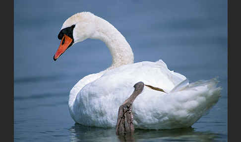 Höckerschwan (Cygnus olor)