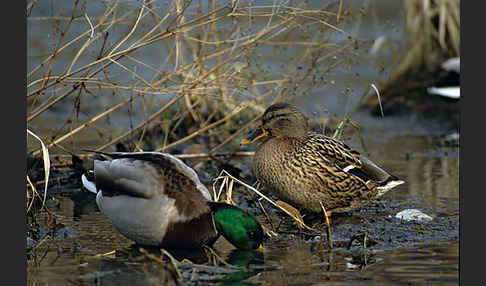 Stockente (Anas platyrhynchos)